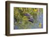 Coypu - Nutria (Myocastor Coypus) Swimming, Camargue, France, April 2009-Allofs-Framed Photographic Print