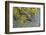 Coypu - Nutria (Myocastor Coypus) Swimming, Camargue, France, April 2009-Allofs-Framed Photographic Print