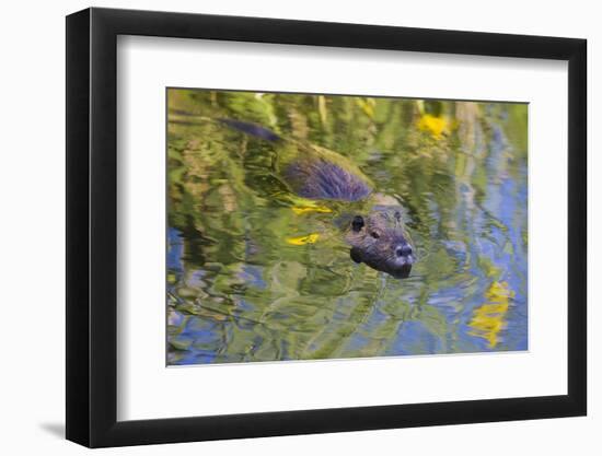 Coypu - Nutria (Myocastor Coypus) Swimming, Camargue, France, April 2009-Allofs-Framed Photographic Print