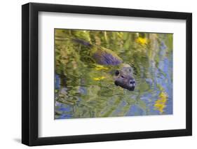 Coypu - Nutria (Myocastor Coypus) Swimming, Camargue, France, April 2009-Allofs-Framed Photographic Print