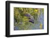 Coypu - Nutria (Myocastor Coypus) Swimming, Camargue, France, April 2009-Allofs-Framed Photographic Print