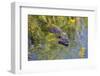 Coypu - Nutria (Myocastor Coypus) Swimming, Camargue, France, April 2009-Allofs-Framed Photographic Print