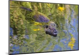 Coypu - Nutria (Myocastor Coypus) Swimming, Camargue, France, April 2009-Allofs-Mounted Photographic Print