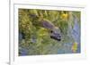 Coypu - Nutria (Myocastor Coypus) Swimming, Camargue, France, April 2009-Allofs-Framed Photographic Print