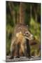 Cozumel Coati (Nasua Nelsoni) Cozumel Island, Mexico. Critically Endangered Endemic Species-Kevin Schafer-Mounted Photographic Print