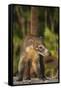 Cozumel Coati (Nasua Nelsoni) Cozumel Island, Mexico. Critically Endangered Endemic Species-Kevin Schafer-Framed Stretched Canvas