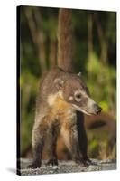 Cozumel Coati (Nasua Nelsoni) Cozumel Island, Mexico. Critically Endangered Endemic Species-Kevin Schafer-Stretched Canvas