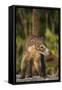 Cozumel Coati (Nasua Nelsoni) Cozumel Island, Mexico. Critically Endangered Endemic Species-Kevin Schafer-Framed Stretched Canvas