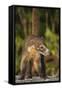 Cozumel Coati (Nasua Nelsoni) Cozumel Island, Mexico. Critically Endangered Endemic Species-Kevin Schafer-Framed Stretched Canvas