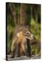 Cozumel Coati (Nasua Nelsoni) Cozumel Island, Mexico. Critically Endangered Endemic Species-Kevin Schafer-Stretched Canvas