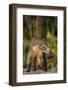 Cozumel Coati (Nasua Nelsoni) Cozumel Island, Mexico. Critically Endangered Endemic Species-Kevin Schafer-Framed Photographic Print