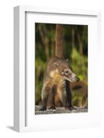 Cozumel Coati (Nasua Nelsoni) Cozumel Island, Mexico. Critically Endangered Endemic Species-Kevin Schafer-Framed Photographic Print