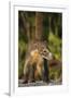 Cozumel Coati (Nasua Nelsoni) Cozumel Island, Mexico. Critically Endangered Endemic Species-Kevin Schafer-Framed Photographic Print