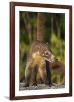 Cozumel Coati (Nasua Nelsoni) Cozumel Island, Mexico. Critically Endangered Endemic Species-Kevin Schafer-Framed Photographic Print