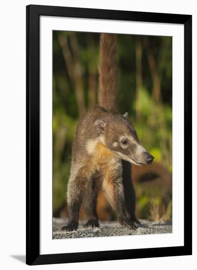 Cozumel Coati (Nasua Nelsoni) Cozumel Island, Mexico. Critically Endangered Endemic Species-Kevin Schafer-Framed Photographic Print