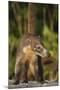 Cozumel Coati (Nasua Nelsoni) Cozumel Island, Mexico. Critically Endangered Endemic Species-Kevin Schafer-Mounted Photographic Print