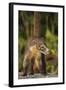 Cozumel Coati (Nasua Nelsoni) Cozumel Island, Mexico. Critically Endangered Endemic Species-Kevin Schafer-Framed Photographic Print