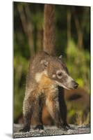 Cozumel Coati (Nasua Nelsoni) Cozumel Island, Mexico. Critically Endangered Endemic Species-Kevin Schafer-Mounted Photographic Print