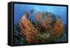 Cozumel Columbia Reef, Gorgonen at Drop-Off-null-Framed Stretched Canvas