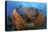 Cozumel Columbia Reef, Gorgonen at Drop-Off-null-Stretched Canvas