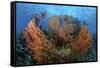 Cozumel Columbia Reef, Gorgonen at Drop-Off-null-Framed Stretched Canvas