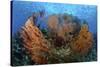 Cozumel Columbia Reef, Gorgonen at Drop-Off-null-Stretched Canvas