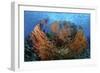 Cozumel Columbia Reef, Gorgonen at Drop-Off-null-Framed Photographic Print