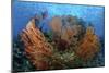 Cozumel Columbia Reef, Gorgonen at Drop-Off-null-Mounted Photographic Print