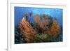 Cozumel Columbia Reef, Gorgonen at Drop-Off-null-Framed Photographic Print