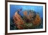 Cozumel Columbia Reef, Gorgonen at Drop-Off-null-Framed Photographic Print