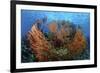Cozumel Columbia Reef, Gorgonen at Drop-Off-null-Framed Photographic Print