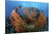 Cozumel Columbia Reef, Gorgonen at Drop-Off-null-Mounted Photographic Print