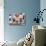 Cozy Kittens-Jenny Newland-Stretched Canvas displayed on a wall