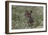 CQ2R6298Bush Buck-Bob Langrish-Framed Giclee Print