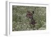 CQ2R6298Bush Buck-Bob Langrish-Framed Giclee Print