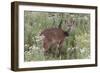 CQ2R6312Bush Buck-Bob Langrish-Framed Giclee Print