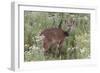 CQ2R6312Bush Buck-Bob Langrish-Framed Giclee Print