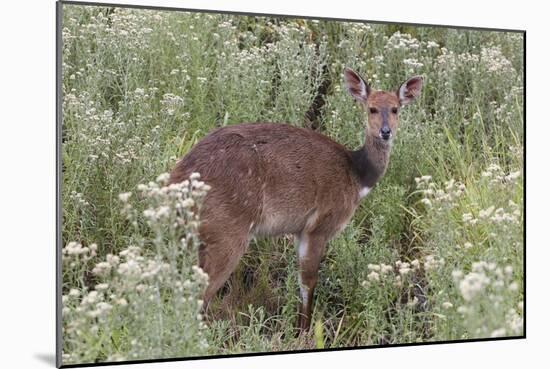 CQ2R6312Bush Buck-Bob Langrish-Mounted Giclee Print