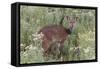 CQ2R6312Bush Buck-Bob Langrish-Framed Stretched Canvas