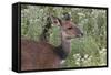 CQ2R6315Bush Buck-Bob Langrish-Framed Stretched Canvas