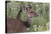 CQ2R6315Bush Buck-Bob Langrish-Stretched Canvas