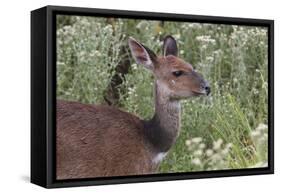 CQ2R6315Bush Buck-Bob Langrish-Framed Stretched Canvas