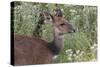 CQ2R6315Bush Buck-Bob Langrish-Stretched Canvas