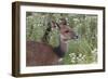 CQ2R6315Bush Buck-Bob Langrish-Framed Giclee Print