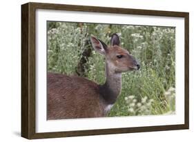 CQ2R6315Bush Buck-Bob Langrish-Framed Giclee Print