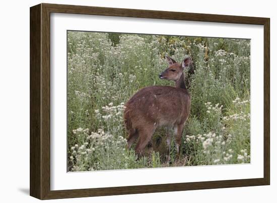 CQ2R6322Bush Buck-Bob Langrish-Framed Giclee Print