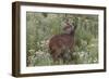 CQ2R6322Bush Buck-Bob Langrish-Framed Giclee Print