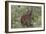 CQ2R6322Bush Buck-Bob Langrish-Framed Giclee Print