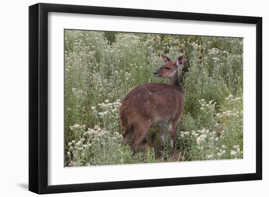 CQ2R6322Bush Buck-Bob Langrish-Framed Giclee Print