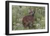 CQ2R6322Bush Buck-Bob Langrish-Framed Giclee Print